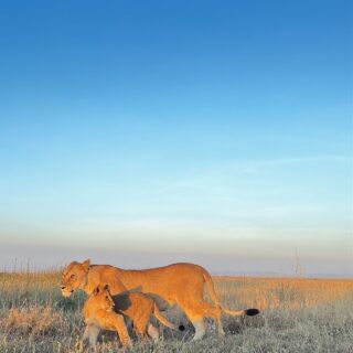 Lioness Cub Walking Tall Grass Sunset Savanna — Tanzania safari, Extenterra Safari's