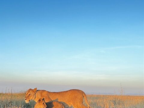 Lioness Cub Walking Tall Grass Sunset Savanna — Tanzania safari, Extenterra Safari's