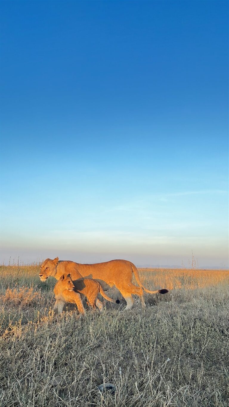 Lioness Cub Walking Tall Grass Sunset Savanna — Tanzania safari, Extenterra Safari's
