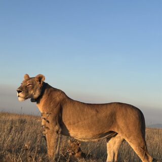 Ngorongoro Crater