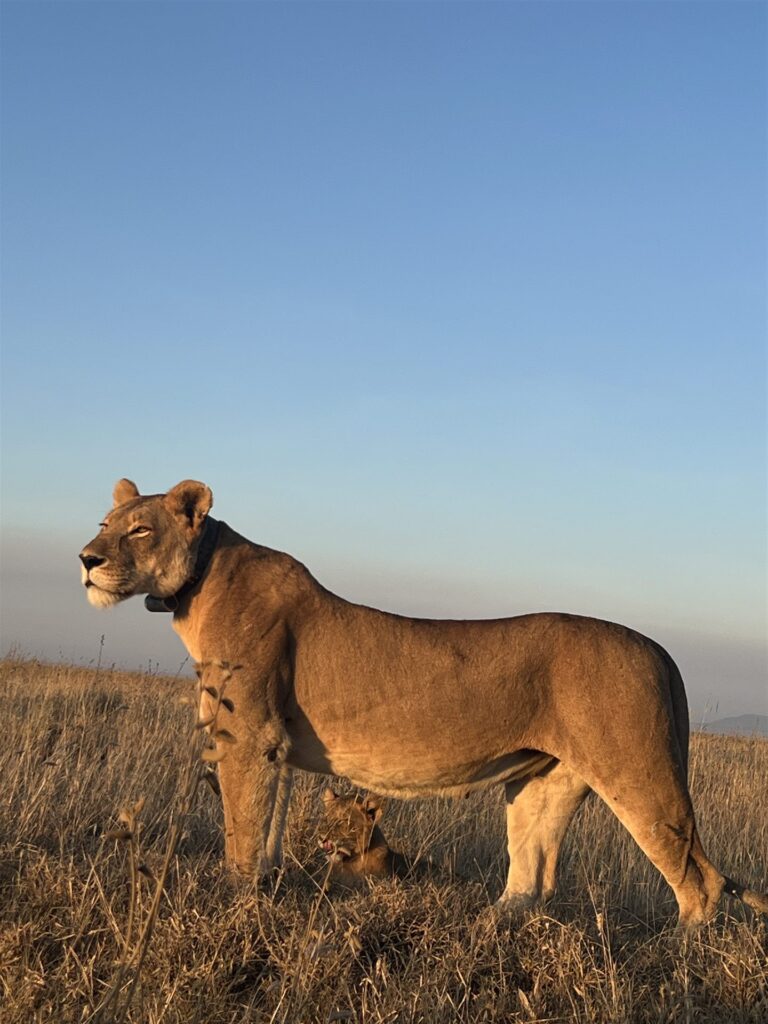 lioness with cub tall grass sky e1779644463361