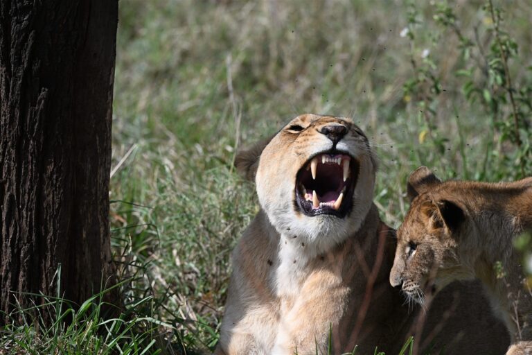 Lioness Yawning Flies Near Cub Tree — Tanzania safari, Extenterra Safari's