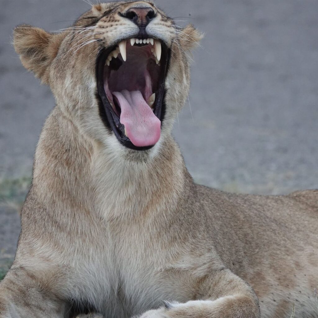 Lioness Yawning Wide Open Mouth Savanna — Tanzania safari, Extenterra Safari's
