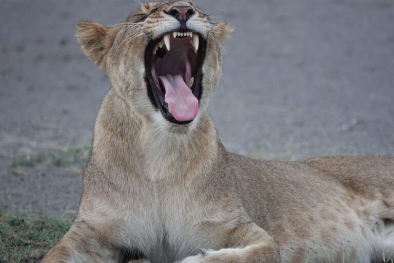 Lioness Yawning Wide Open Mouth Savanna — Tanzania safari, Extenterra Safari's