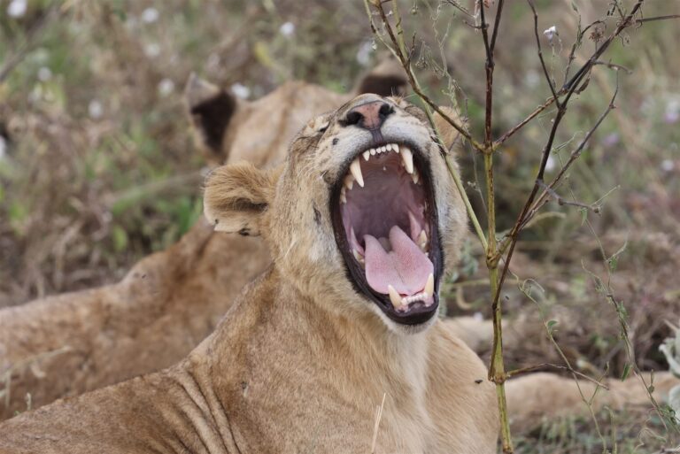 Lioness Yawning Wide Teeth Pride Resting Savanna — Tanzania safari, Extenterra Safari's