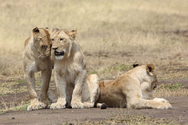 Lions Head Rubbing Social Bonding Savanna — Tanzania safari, Extenterra Safari's