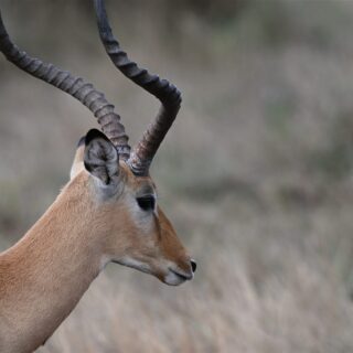 Arusha