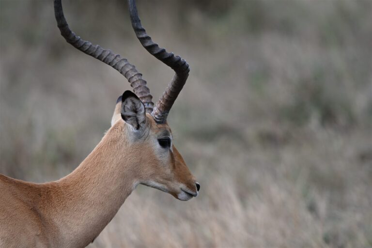 Male Impala Profile Lyre Horns Savanna — Tanzania safari, Extenterra Safari's