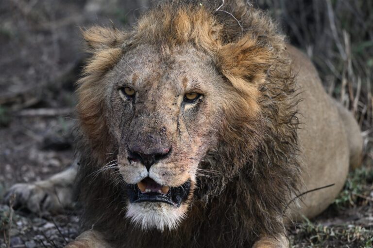 Male Lion Face Portrait Scarred Muzzle Savanna — Tanzania safari, Extenterra Safari's