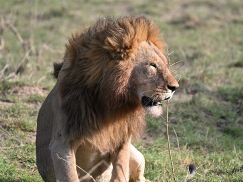 Male Lion Profile Flies Blood Chin Savanna — Tanzania safari, Extenterra Safari's