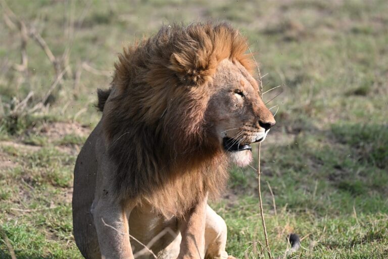 Male Lion Profile Flies Blood Chin Savanna — Tanzania safari, Extenterra Safari's