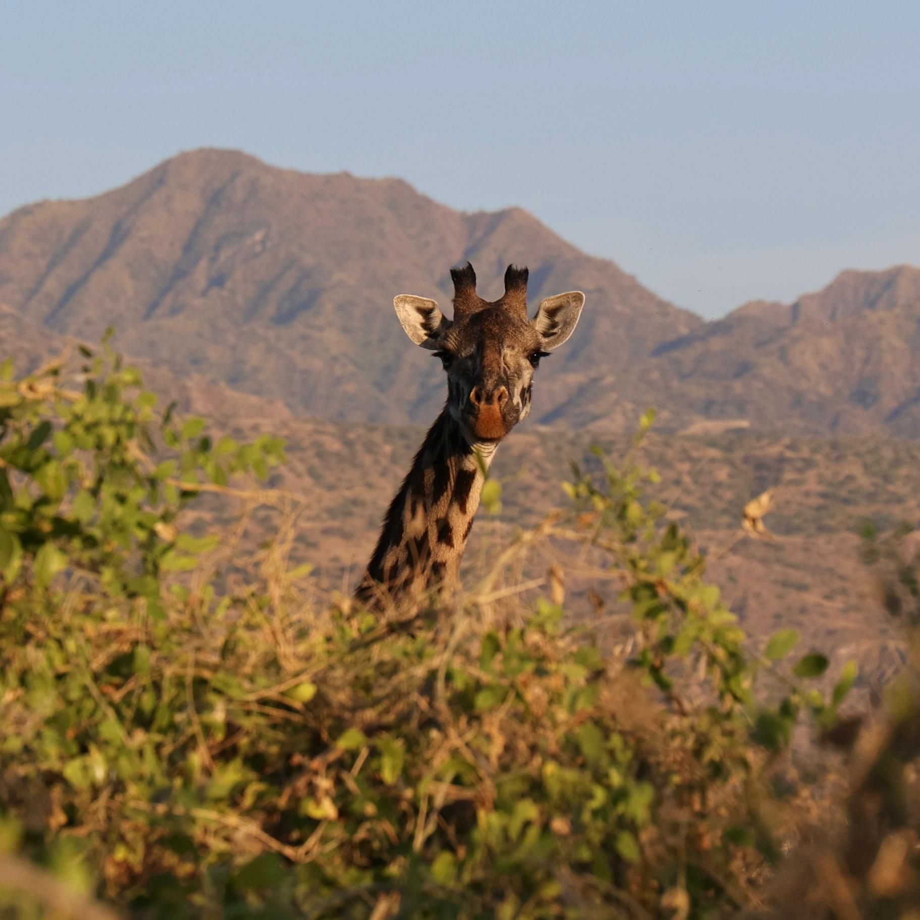 masai giraffe peeking bushes mountain sunset