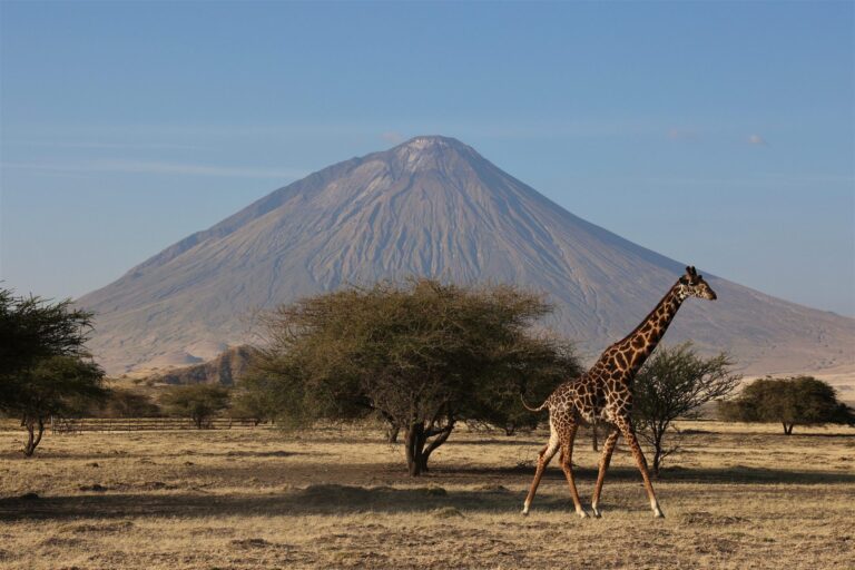 Masai Giraffe Walking Ol Doinyo Lengai Volcano — Tanzania safari, Extenterra Safari's