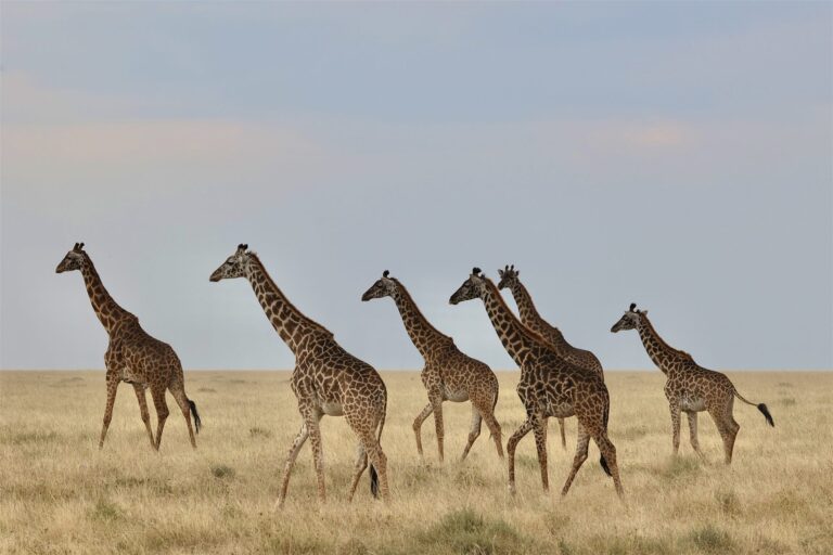 Masai Giraffes Walking Line Open Savanna Plains — Tanzania safari, Extenterra Safari's
