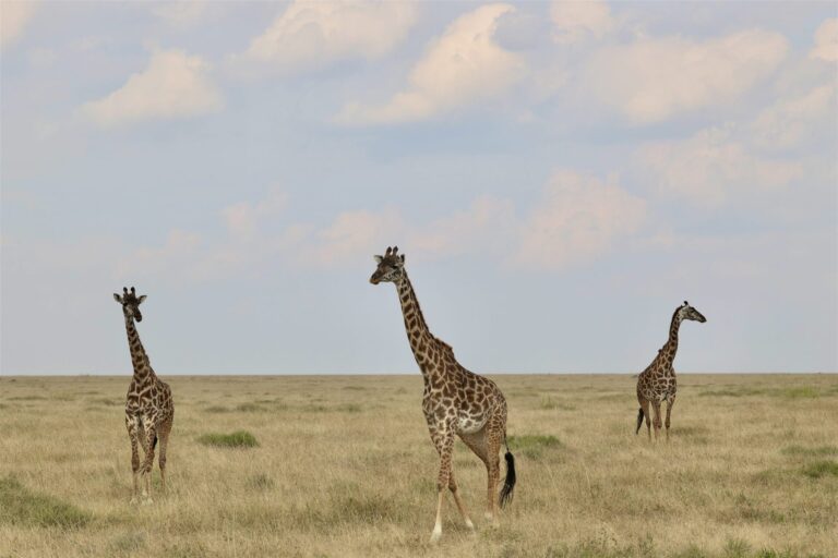 Three Masai Giraffes Walking Golden Savanna Sky — Tanzania safari, Extenterra Safari's