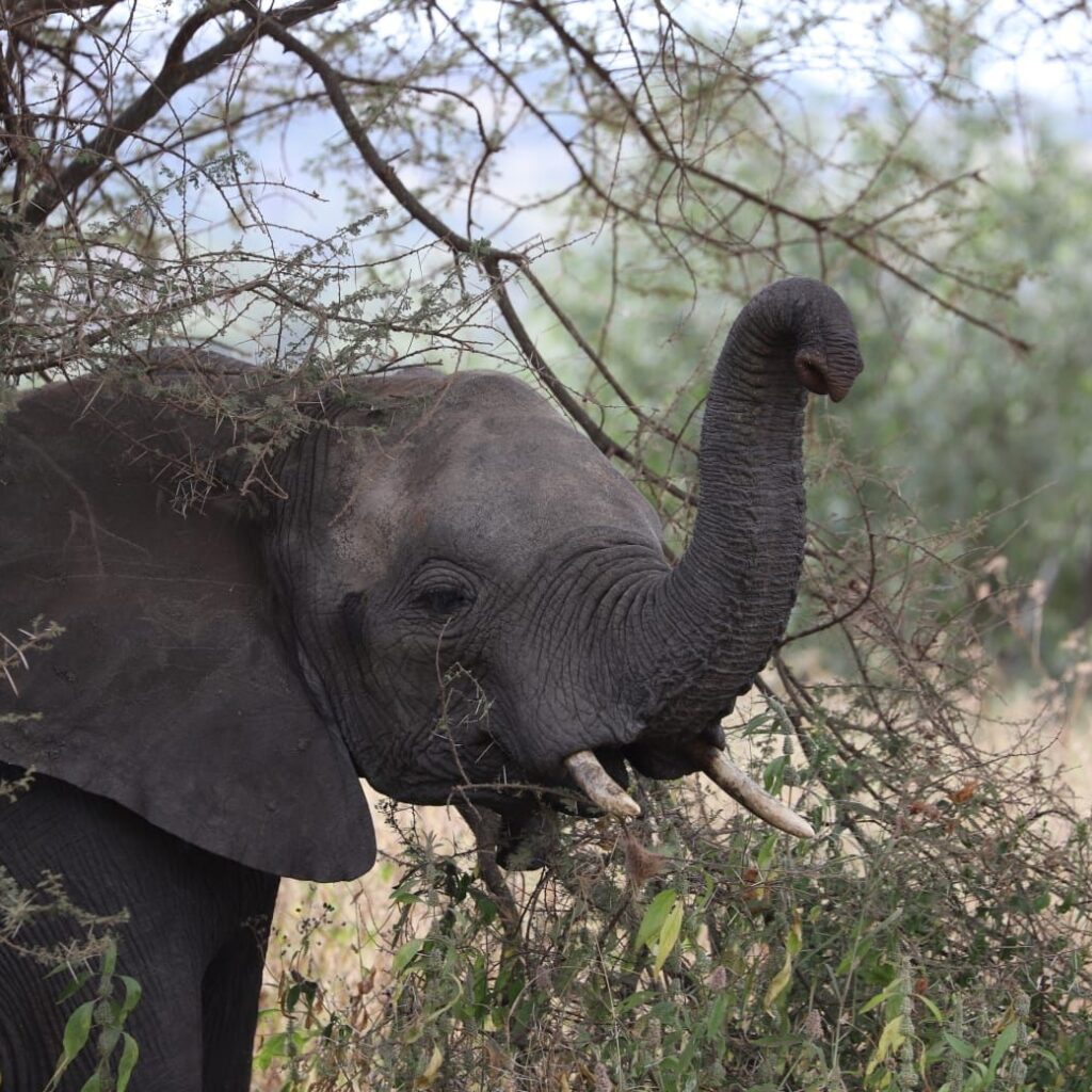 young elephant trunk raised acacia thicket
