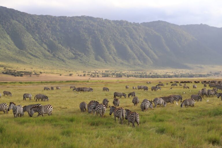 zebra herd grazing ngorongoro crater plains